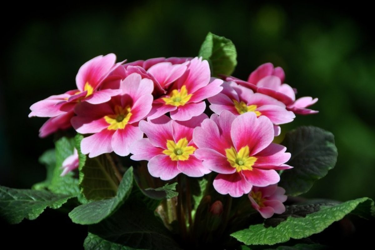 Ядовитые комнатные растения: названия и фото с описанием