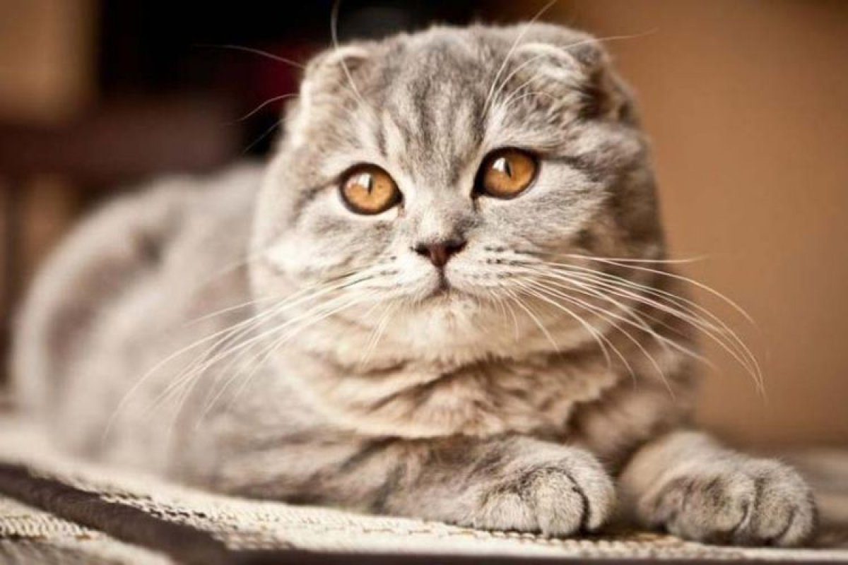 Шотландская вислоухая кошка: характер, уход и особенности породы