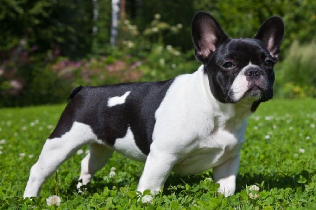 Французский бульдог: характер, уход и особенности породы