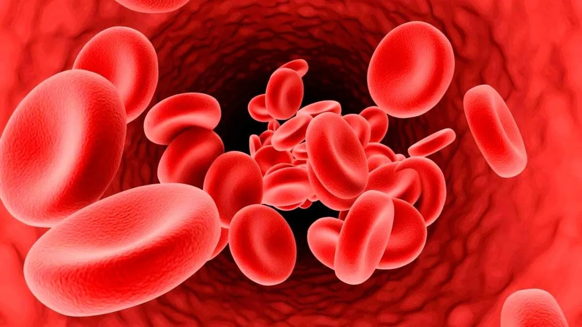 Тайны человеческого организма: красные кровяные тельца