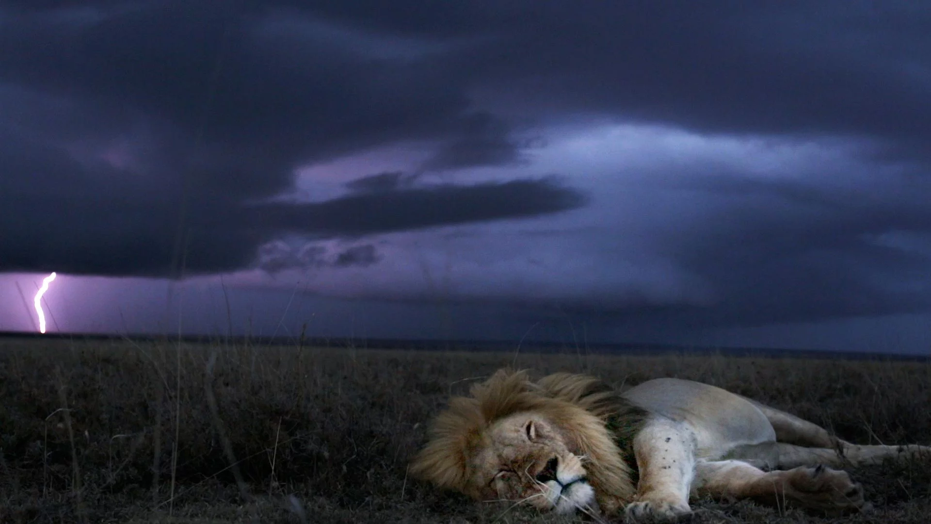 Молния: природное явление и его влияние на животных