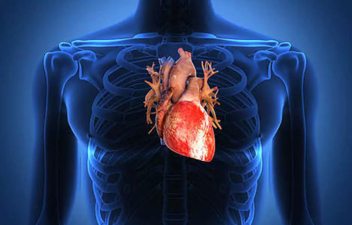 Правда ли, что мужское сердце бьется медленнее, чем женское?