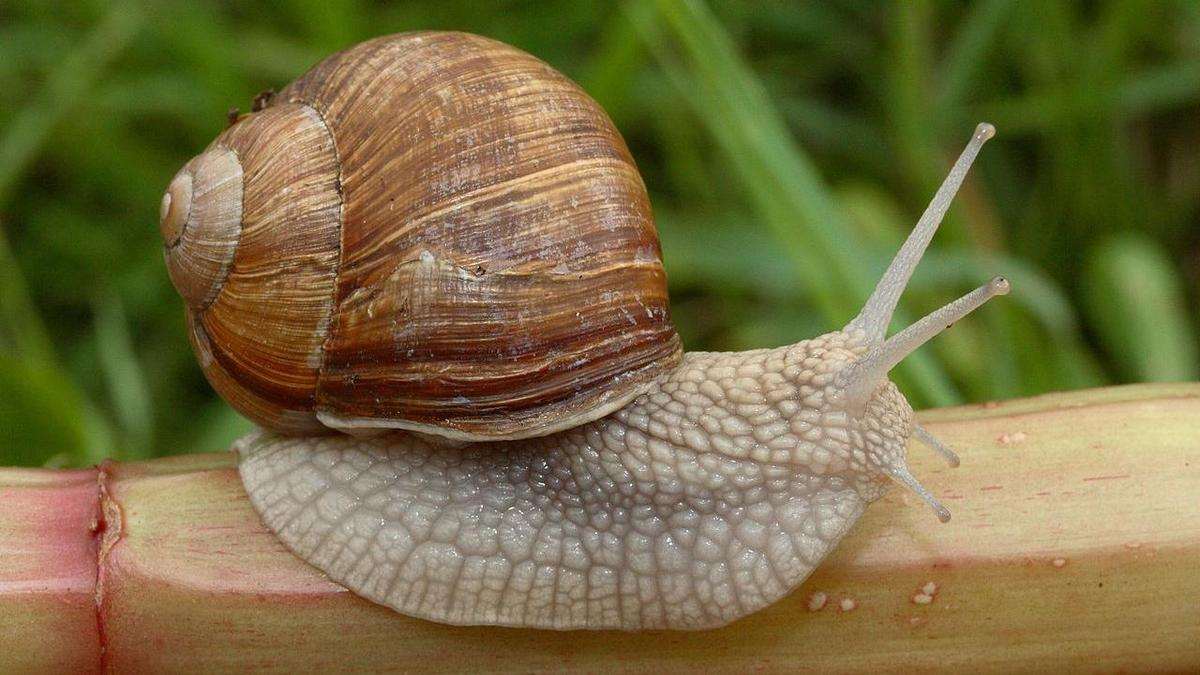 Уникальные способности улиток: как они могут спать три года без пищи
