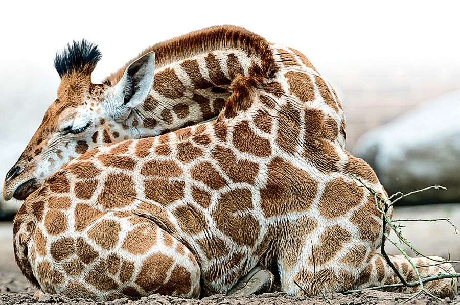 Сон животных: Правда ли, что жирафам нужно всего два часа сна в день, а коричневым летучим мышам — 20?