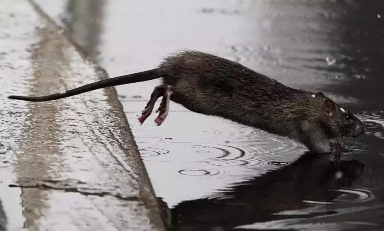 Правда ли, что крыса может упасть с пятиэтажного здания без каких-либо повреждений?