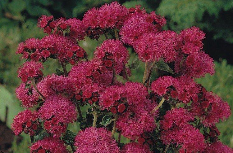 Агератум Калинка - Виды агератума