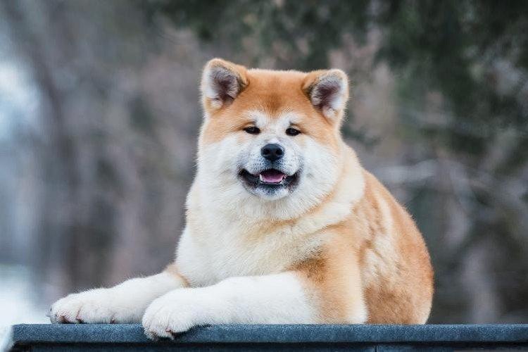 История происхождения - Акита-ину