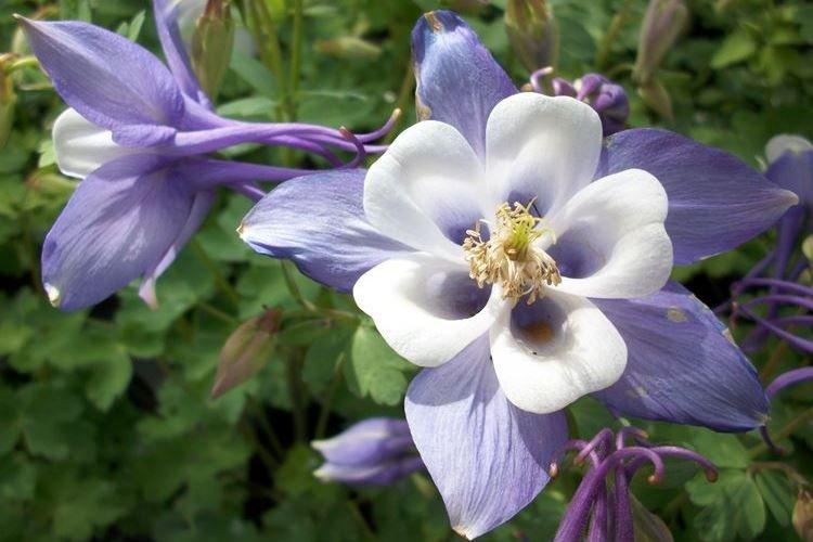 Аквилегия - фото