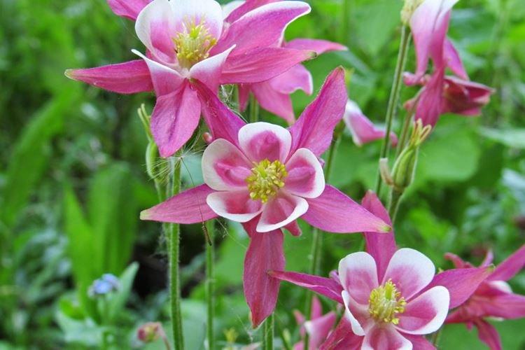 Аквилегия - фото