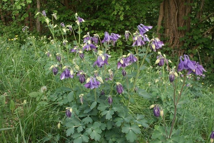 Аквилегия - фото