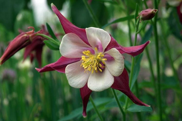 Аквилегия - фото