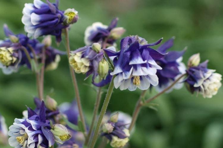 Аквилегия - фото