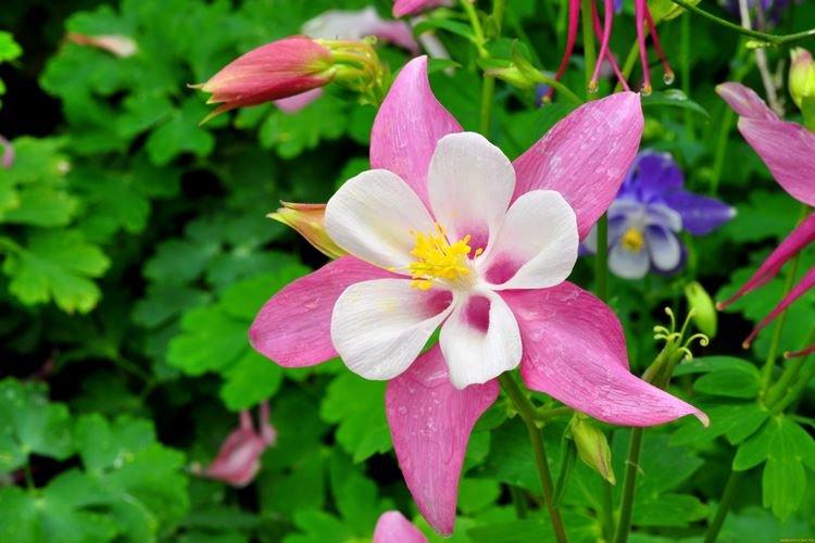 Аквилегия - фото