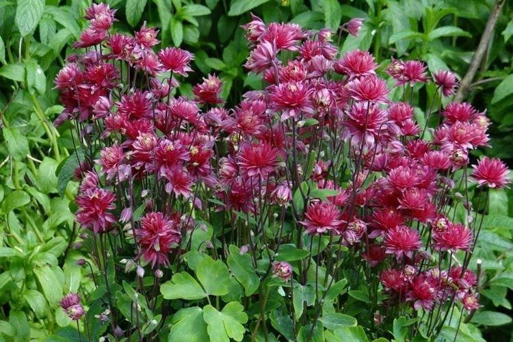 Аквилегия - фото