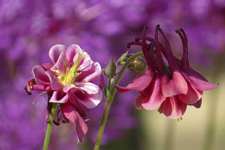 Аквилегия - фото