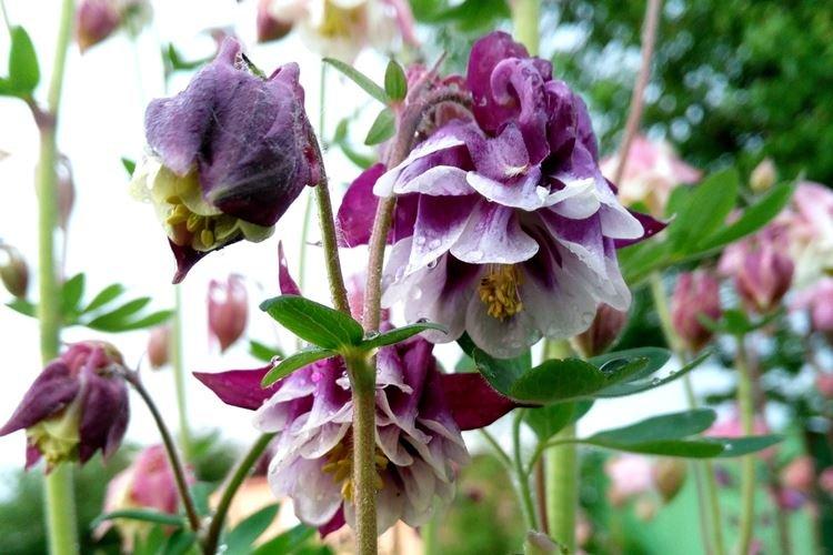 Аквилегия - фото