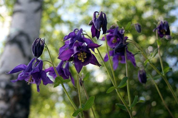 Аквилегия - фото