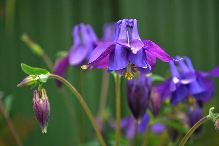 Аквилегия - фото