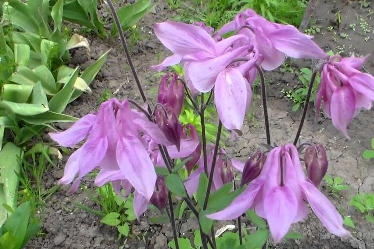 Аквилегия - фото