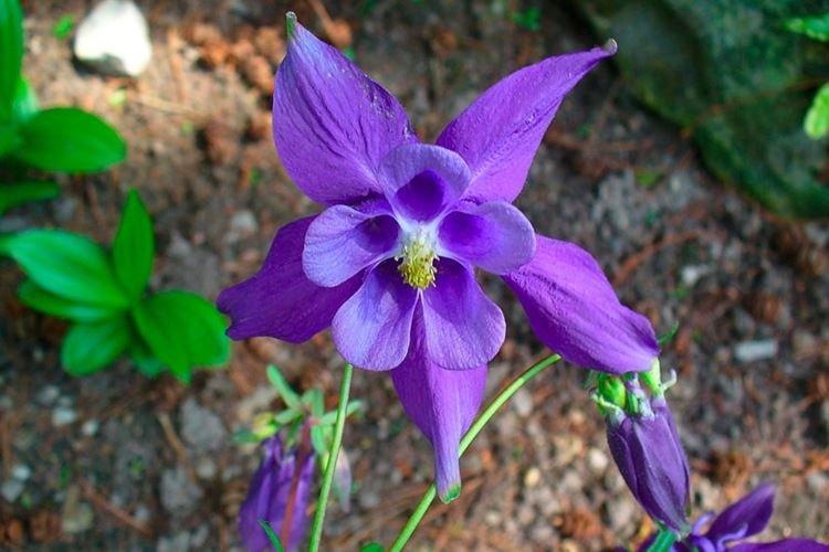 Аквилегия - фото