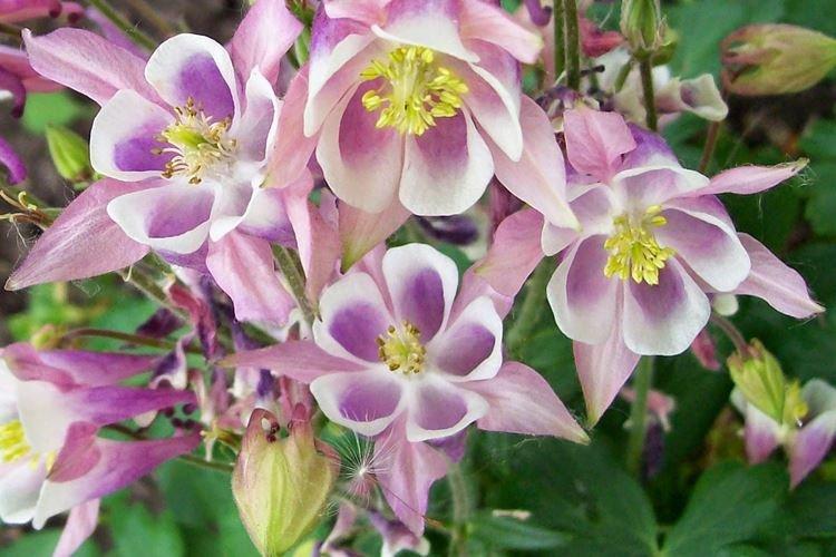 Аквилегия - фото