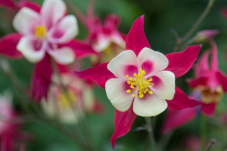 Аквилегия - фото