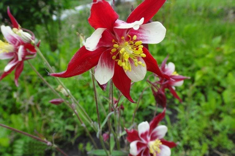 Аквилегия - фото