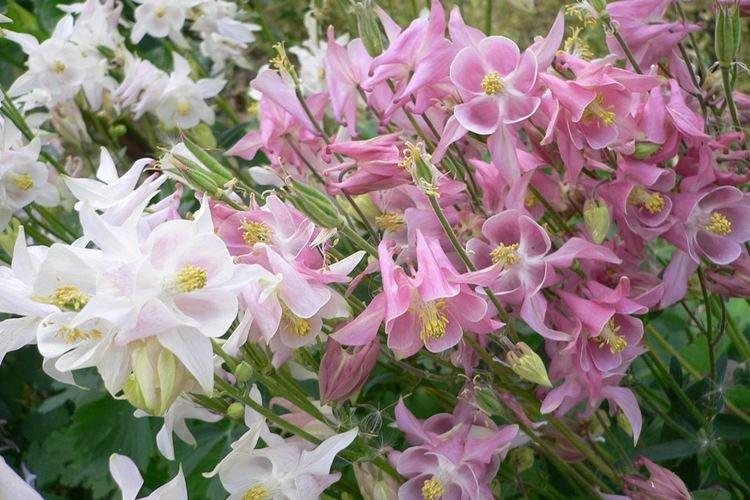 Аквилегия - фото