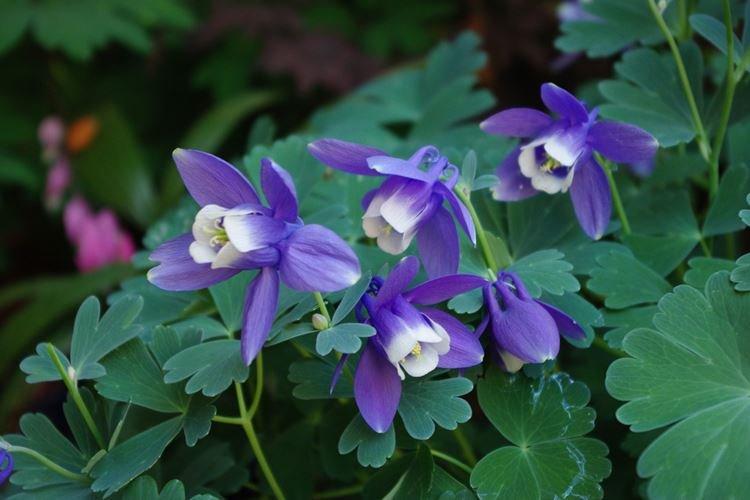 Аквилегия - фото