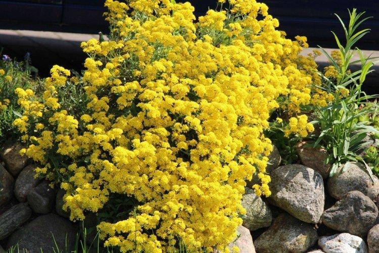 Алиссум горный - Виды алиссумов