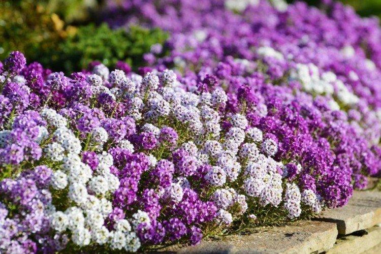 Температура и освещение - Уход за алиссумом