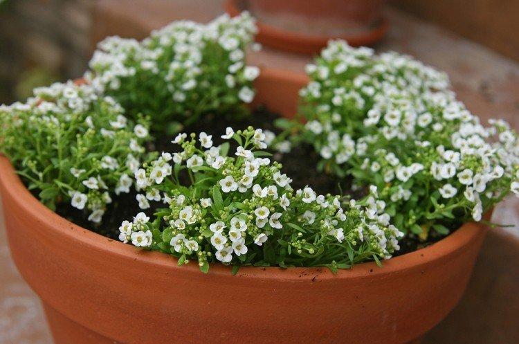 Обрезка - Уход за алиссумом