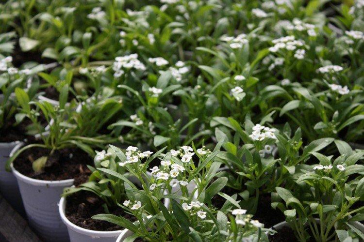 Зимовка - Уход за алиссумом