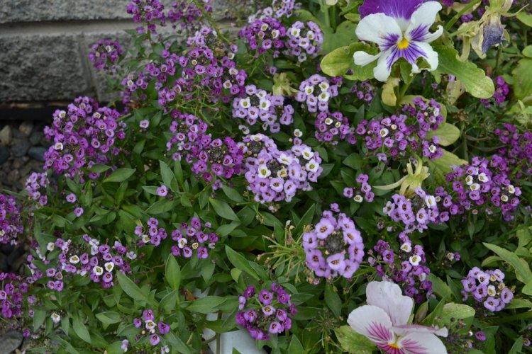 Алиссум - фото