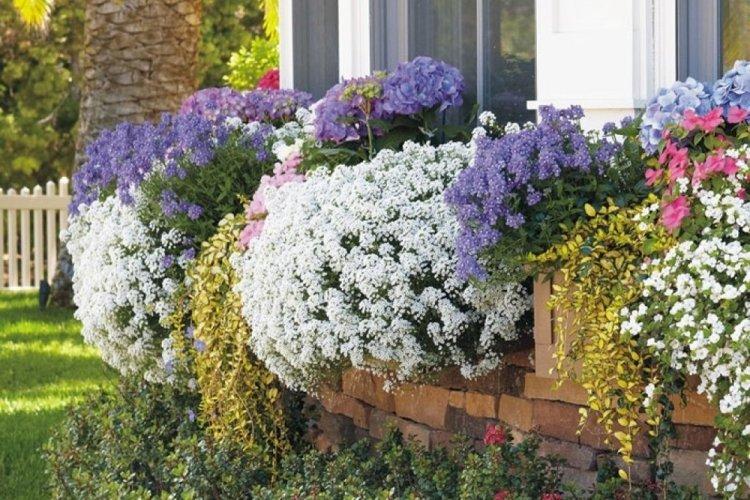 Алиссум - фото