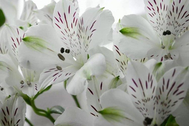 Альстромерия Вирджиния - Виды альстромерии