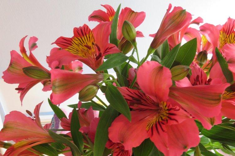 Альстромерия Кинг Кардинал - Виды альстромерии