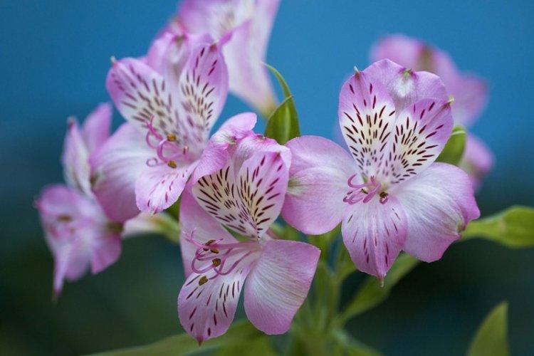 Альстромерия Бьюти - Виды альстромерии