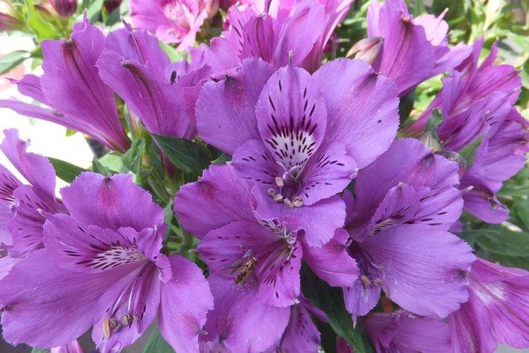 Альстромерия - фото