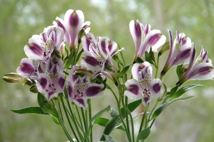 Альстромерия - фото