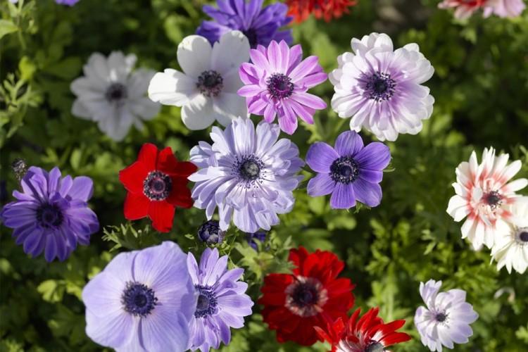 Анемоны (70 фото): виды и правильный уход