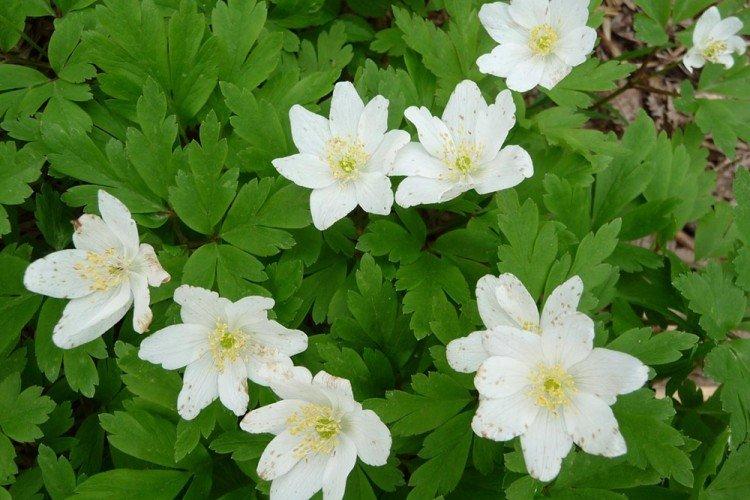 Дубравная анемона - Виды анемонов