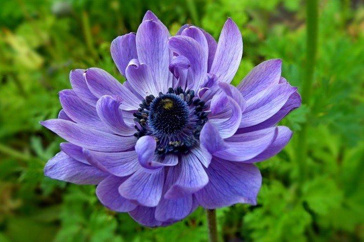 Корончатая анемона - Виды анемонов