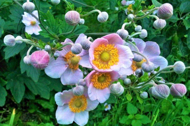 Температура - Уход за анемонами