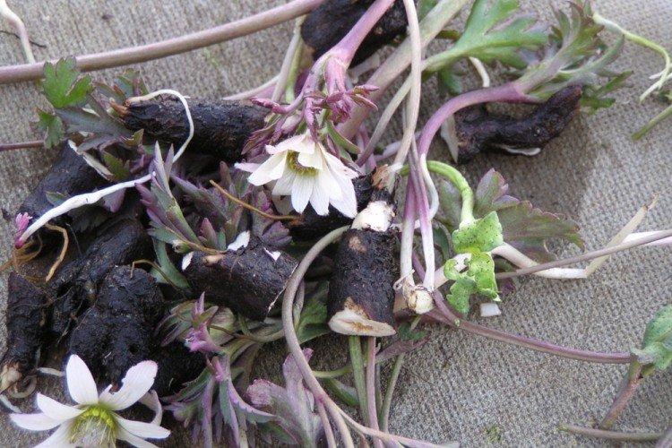 Пересадка и размножение - Уход за анемонами