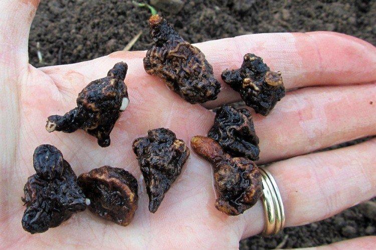 Зимовка - Уход за анемонами