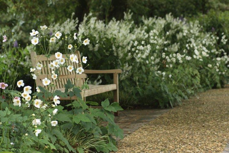 Анемоны - фото