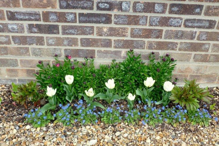 Анемоны - фото