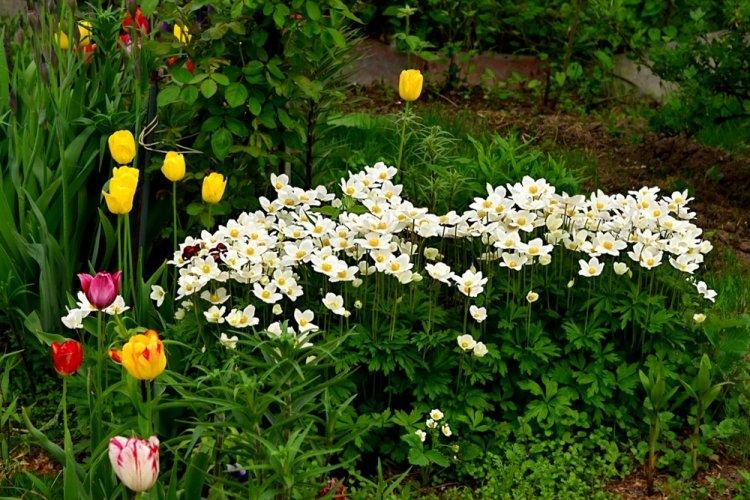 Анемоны - фото