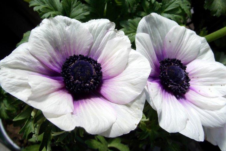 Анемоны - фото
